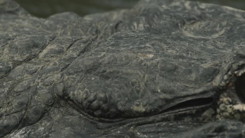 A close up of an alligator on the surface of the water