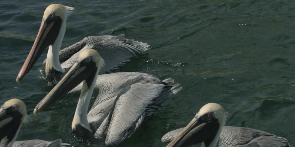 Pelicans move in the water together