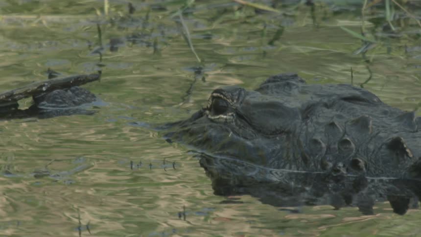 An alligator peaks its eyes above the water