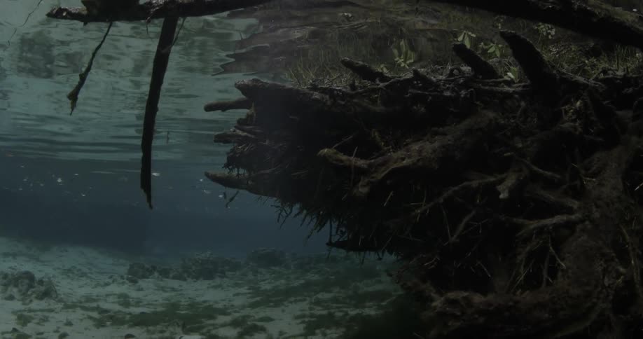 A large pile of old tree branches that have fallen into the water are being filmed