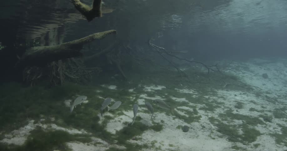 Several ocean creatures swimming near the ocean floor