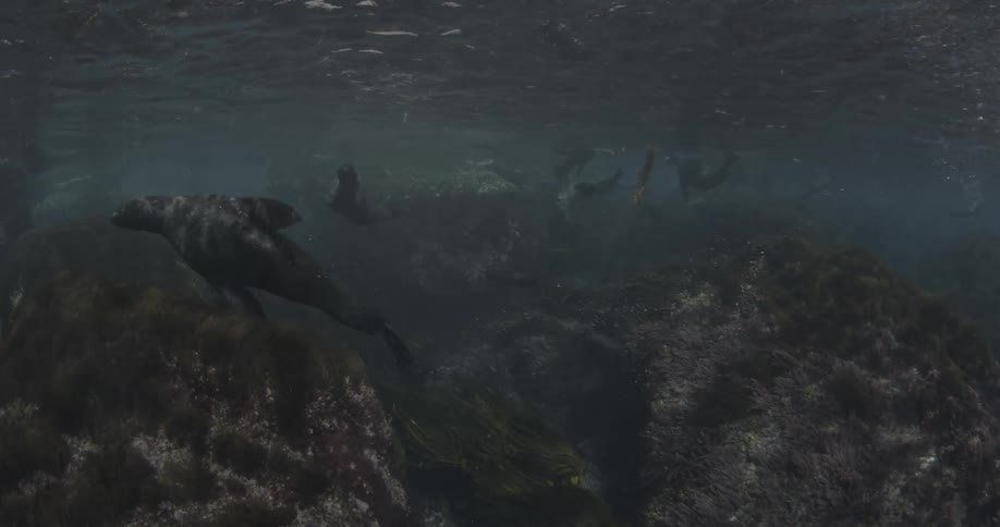 Fish swim over a rock near the ocean floor