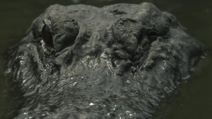 A alligator filmed close up