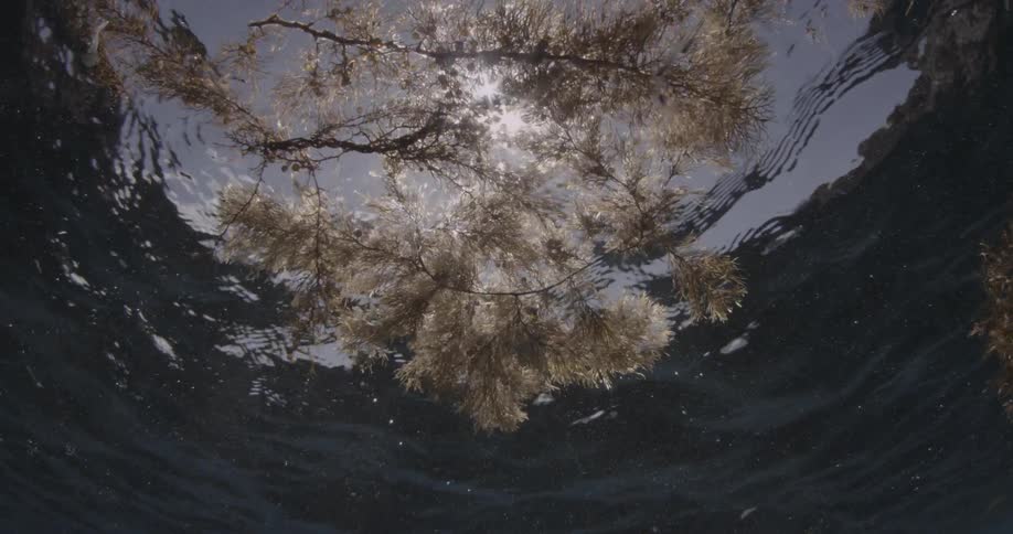 Underwater view looking up at floating seaweed and sunlight
