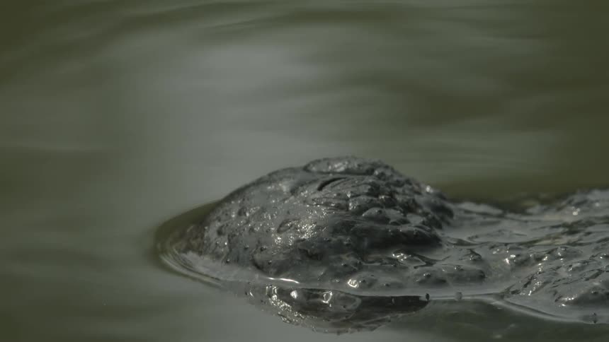 A crocodiles head pops out of the water