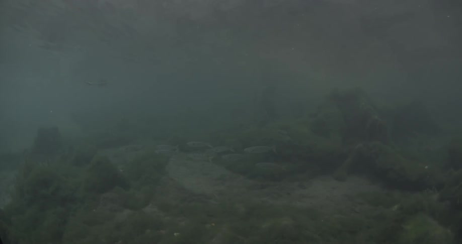 Underwater the fish swim near the bottom