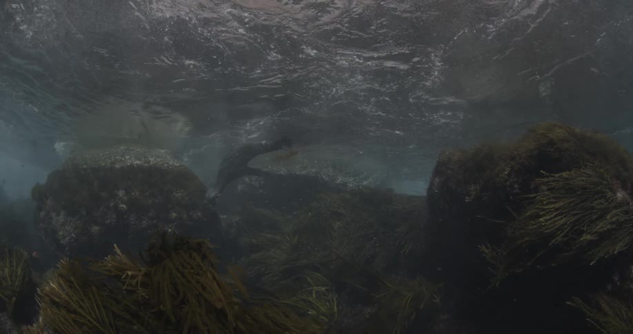 A seal swims in shallow water