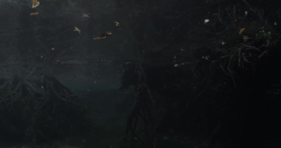 Tree branches and roots underwater