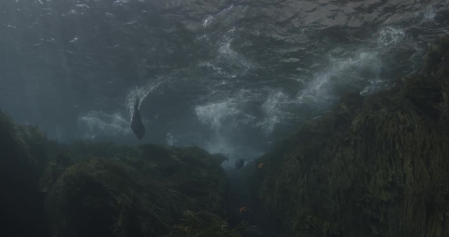 Seals splash through the surface and swim underwater