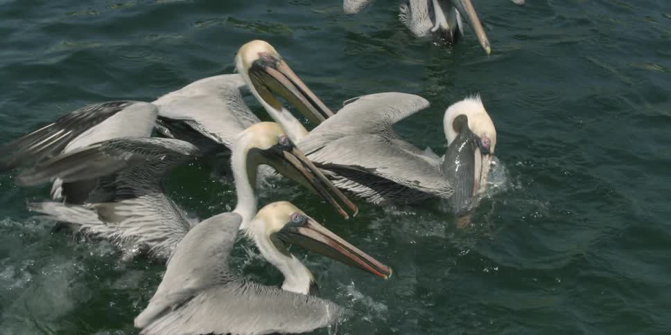 A group of pelicans swim on the ocean surface