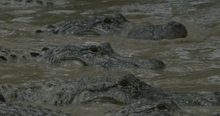 A group of crocodiles are on the surface of the water