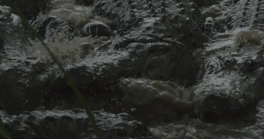 Crocodile swimming in the middle of a bunch of other crocodiles fighting for food
