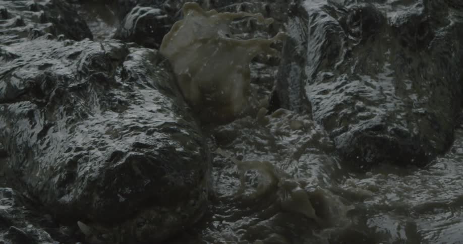 A group of alligators are fighting over food