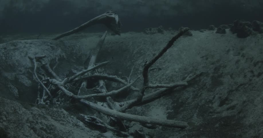 Limbs of a tree resting peacefully at the bottom of a body of water