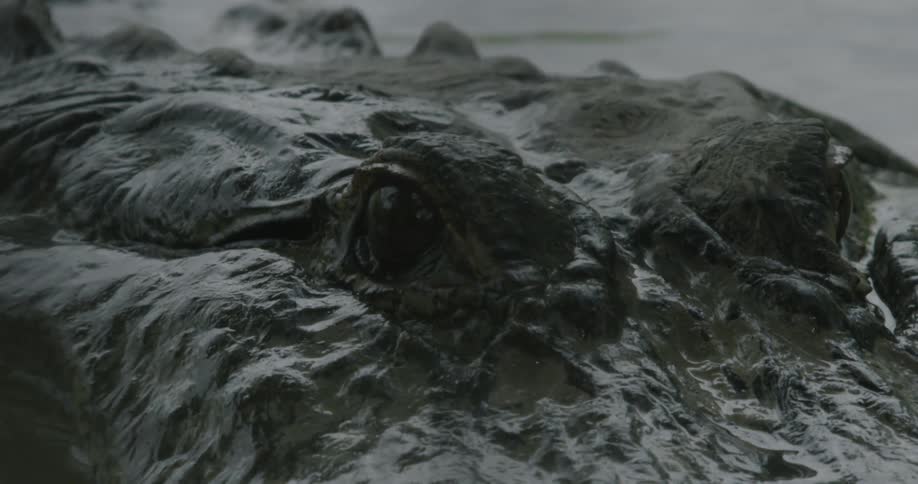 A close up view of an alligator's eye