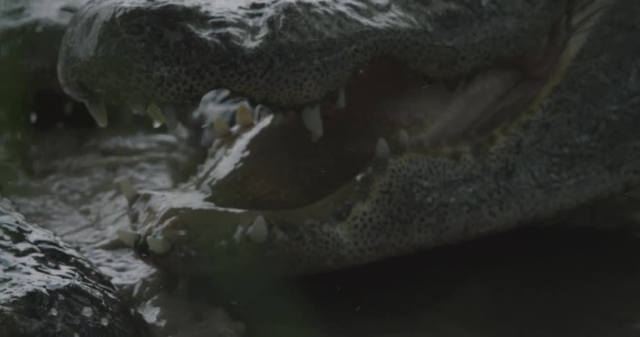 Close up of several alligator heads in a close gathering