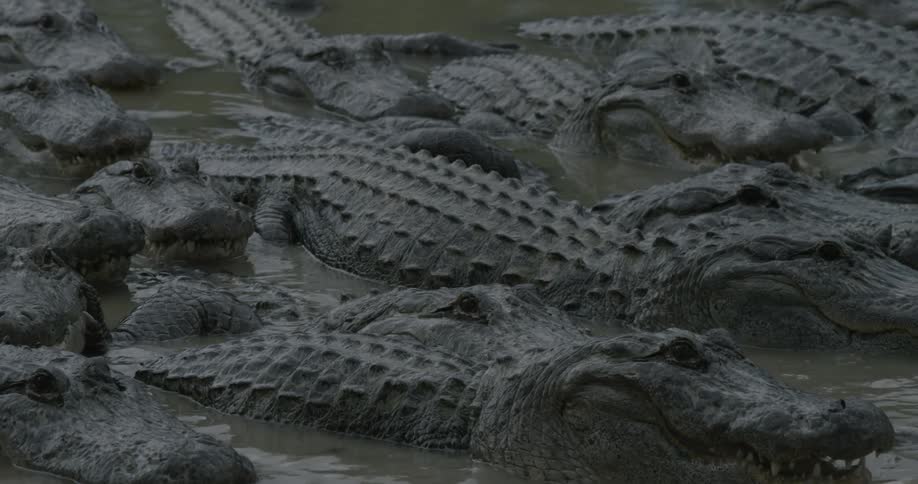 A group of crocodiles are laying together in the swamp
