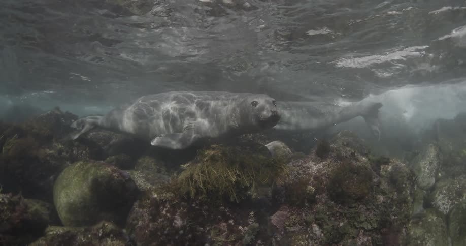 A seal swimming in slow motion underwater