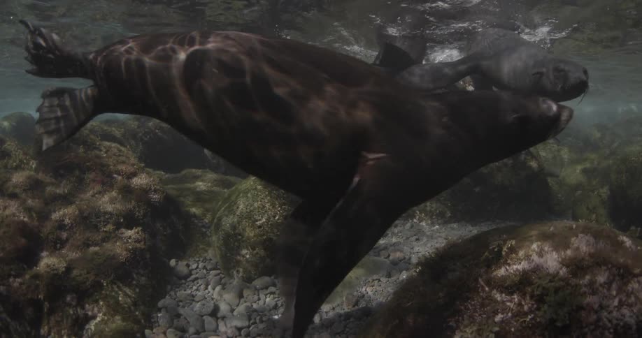 Sea lions swim around in shallow water