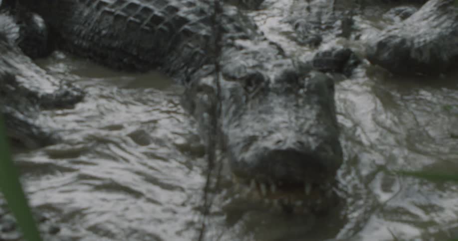 Alligators huddle together in swampy water