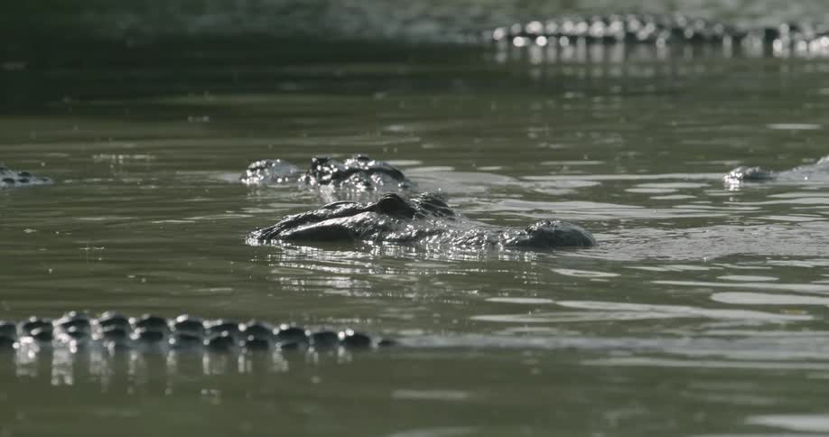 Alligators stalk in swampy water
