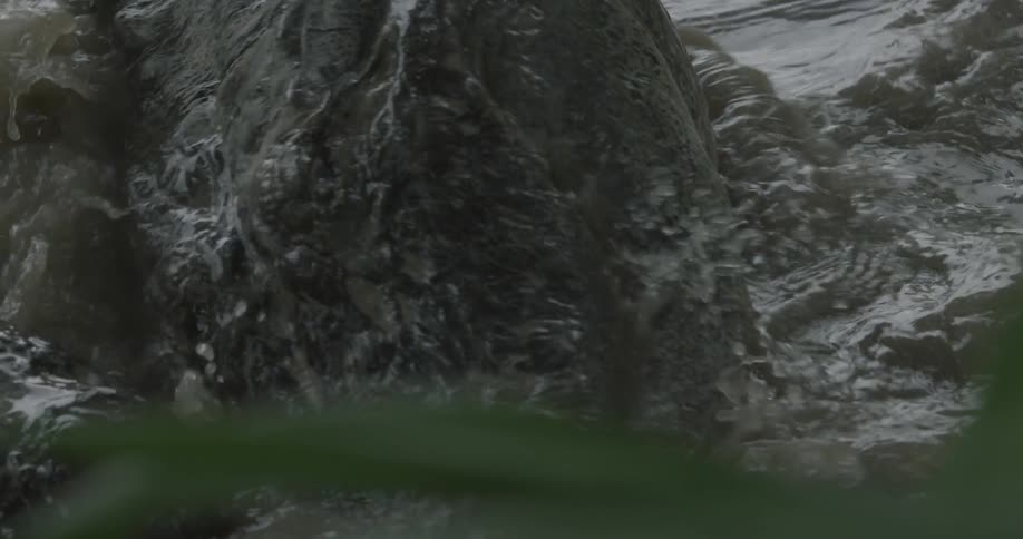 An alligator spinning sideways in the water trying to grab something