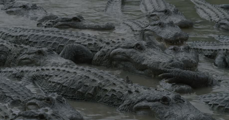Alligators huddle together in swampy water