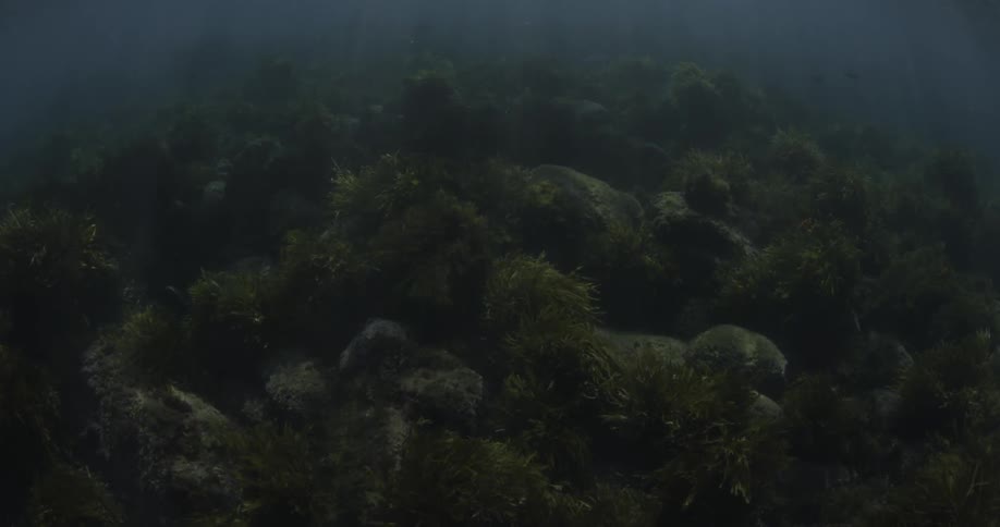 Light filters through the water to the bottom