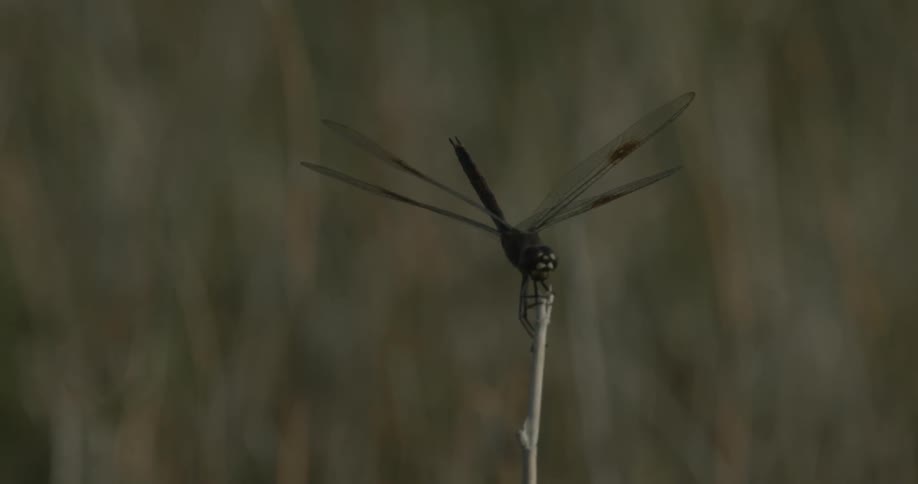A dragonfly is sitting on the end of a flower