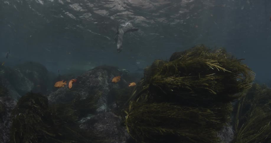 A sea lion is playing beneath the water near some fish