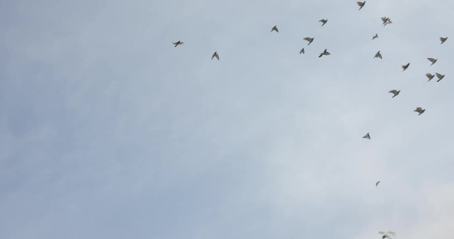 Upward view of a horde of birds flying together
