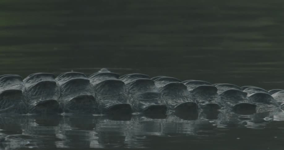 A crocodile swims slowly in the water