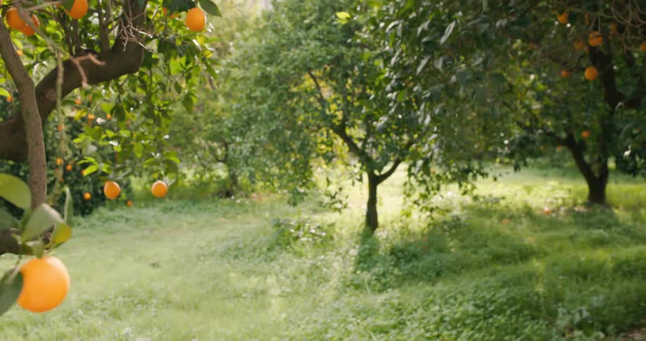 Orange swings on a branch in an orange grove on a sunny day