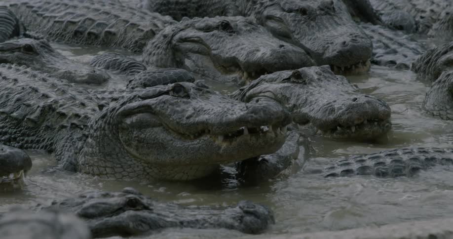 Two alligators jockey for position in a large group gathered in the water