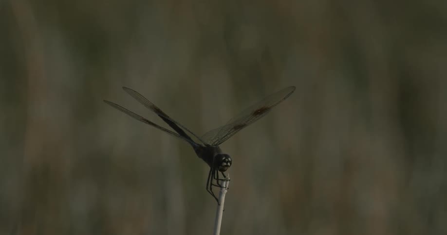A dragonfly lands on a stalk