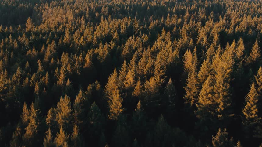 Aerial panorama of a dense coniferous forest