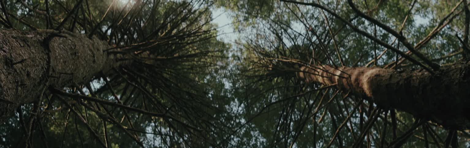 Looking straight up in an evergreen forest on a clear sunny day