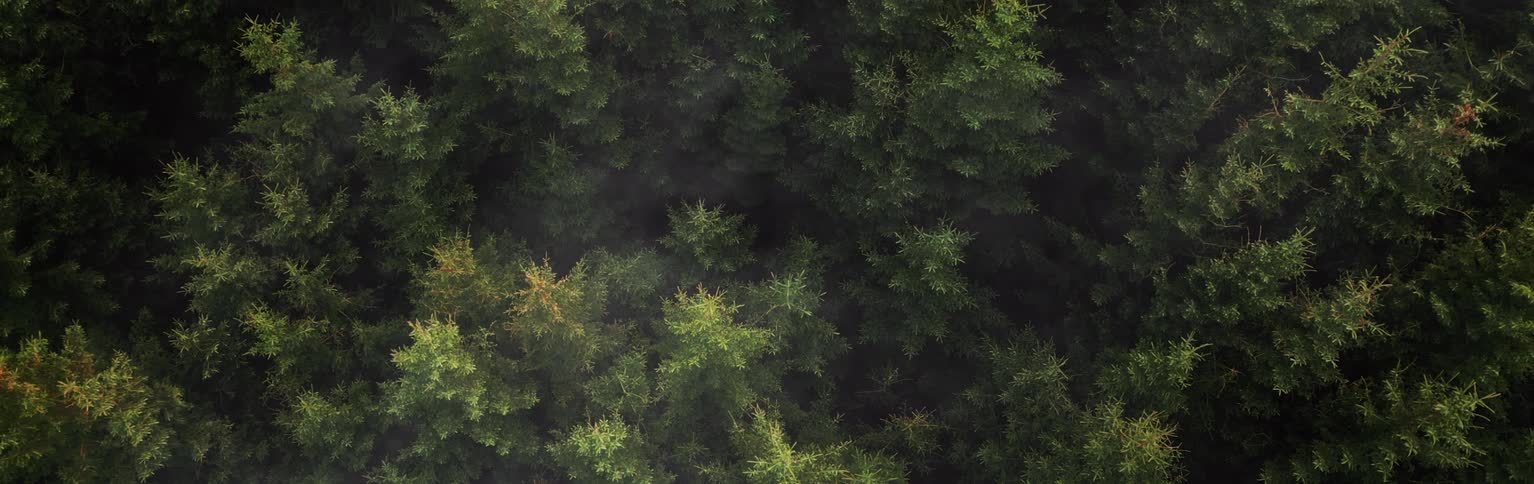 Aerial panorama of a forest