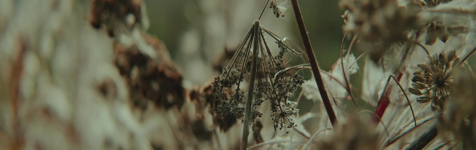 Dried brown umbellifers stand out against a blurred muted background
