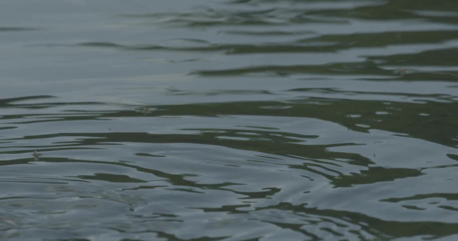 An alligator dips into the swampy water