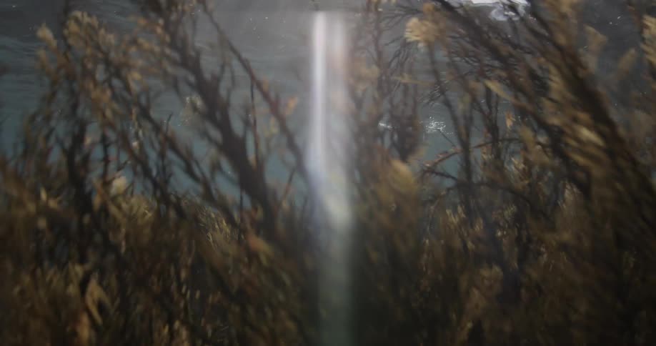 A light beam shining down in the water and a lion swimming around