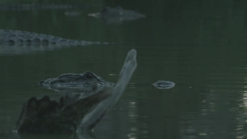 Alligators stalk in swampy water