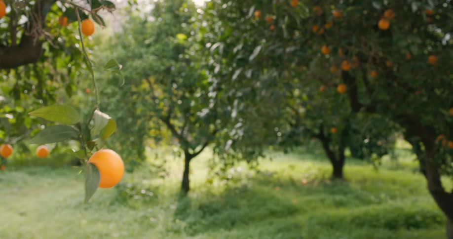 A lush orange orchard with several trees bearing ripe oranges set against a backdrop of green grass and foliage