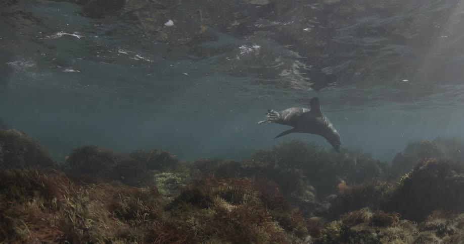 A sea lion swimming near the bottom of the ocean