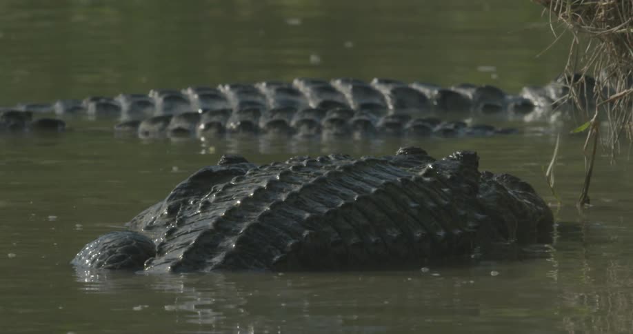 Several alligators moving along the surface of some murky water