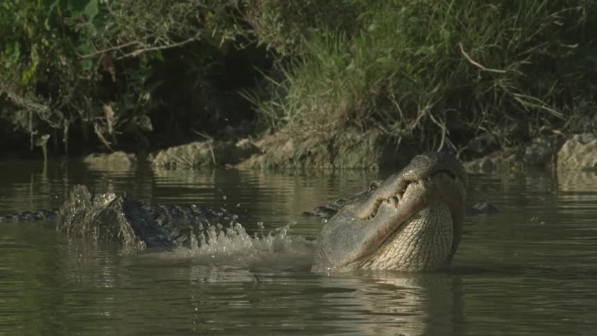 An alligator dips into the water