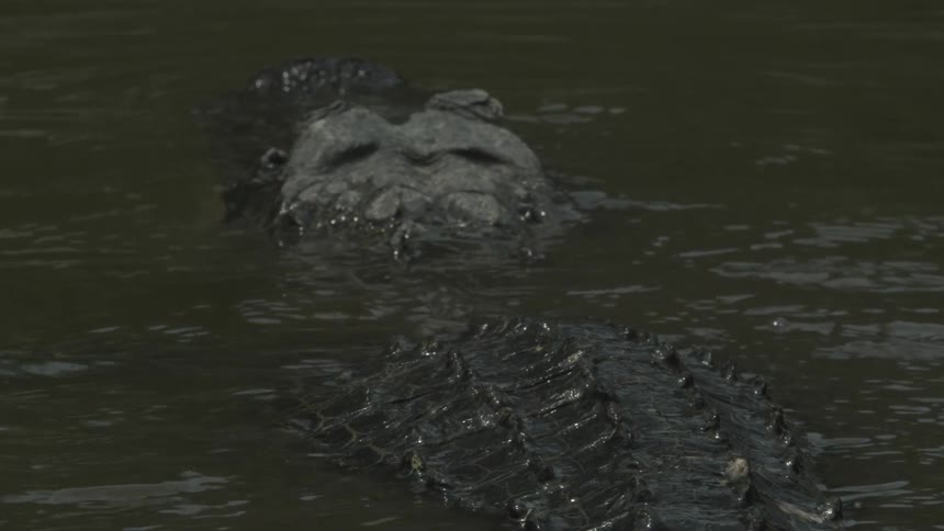 An alligator is lurking in murky waters