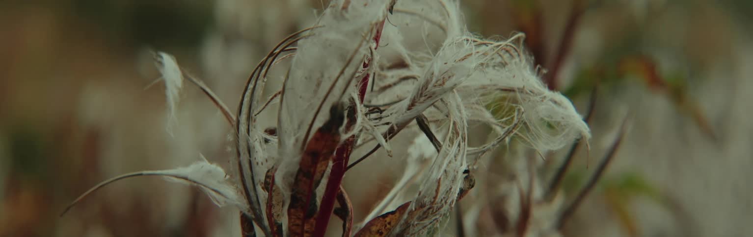 The white plant sways in the wind