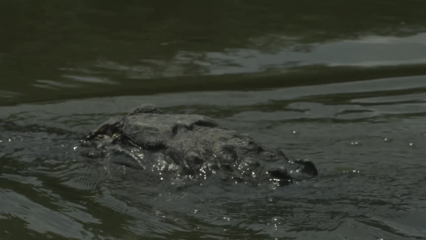 A crocodile travels in the water with only it's heading poking out