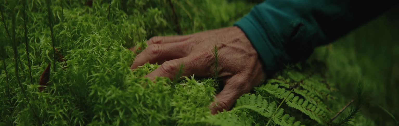 Hand touching a green plant